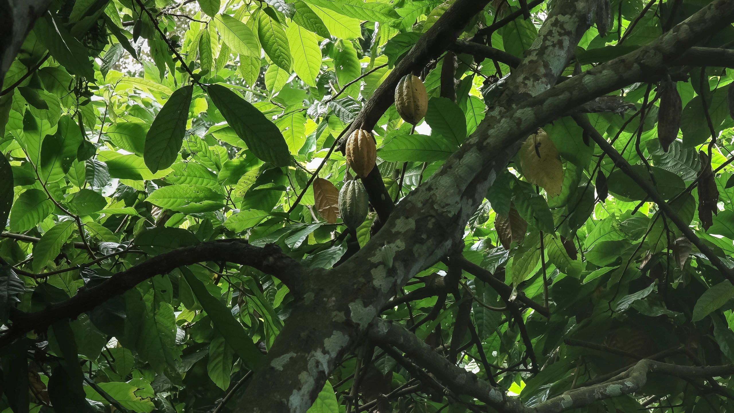Ripe cocoa pods growing on a plantation