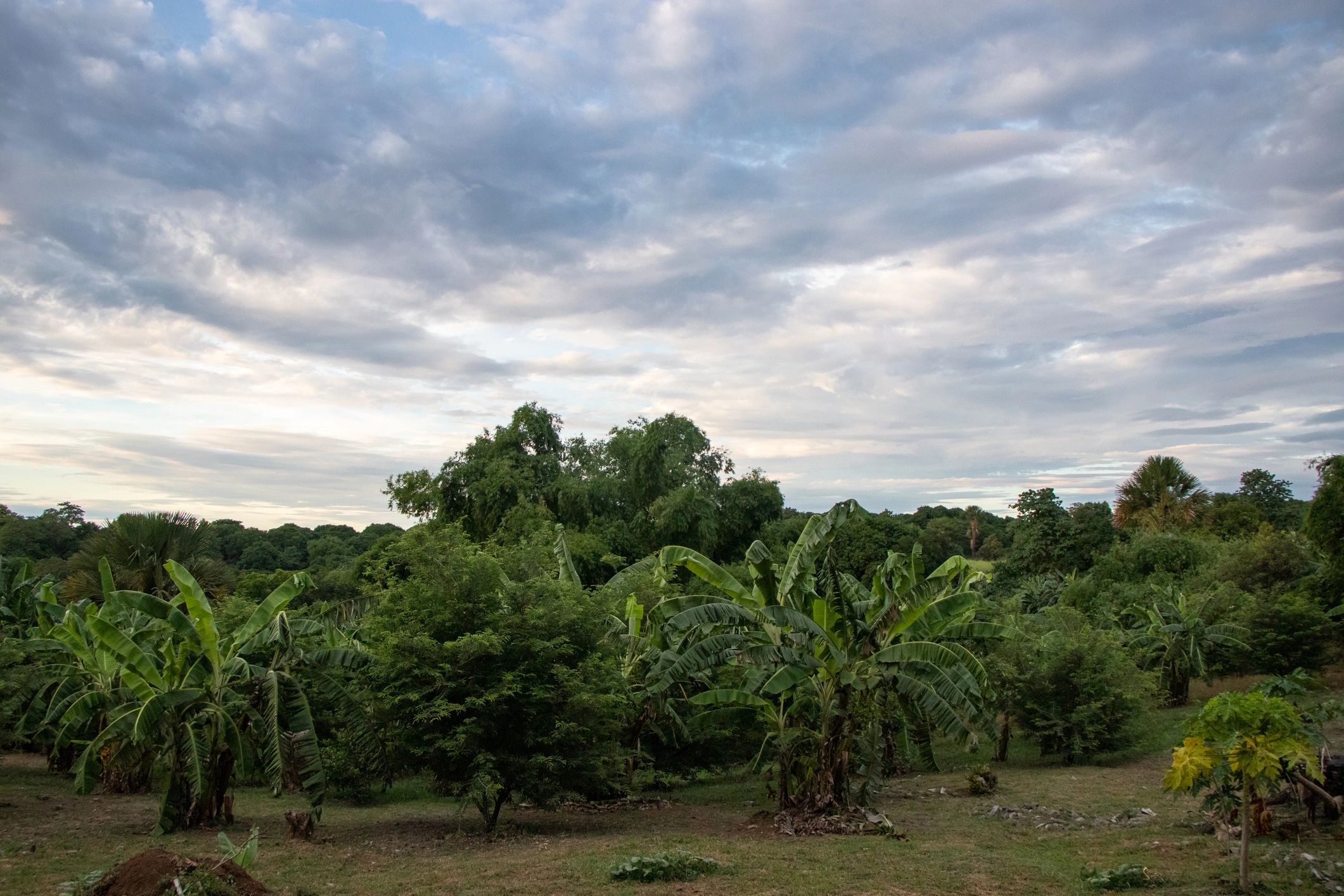 Lush tropical agricultural landscape