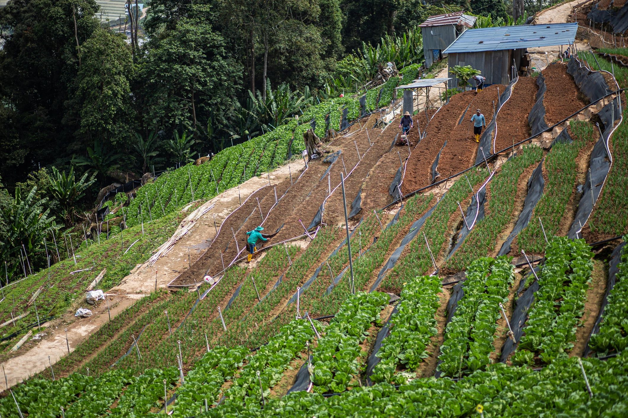 Agricultural workers tending a cultivated field