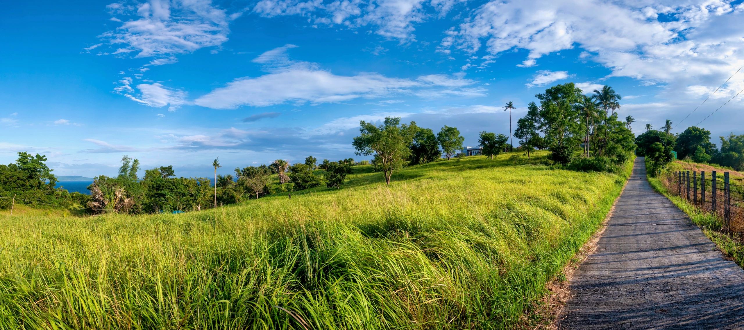 Agricultural landscape representing cocoa sector development
