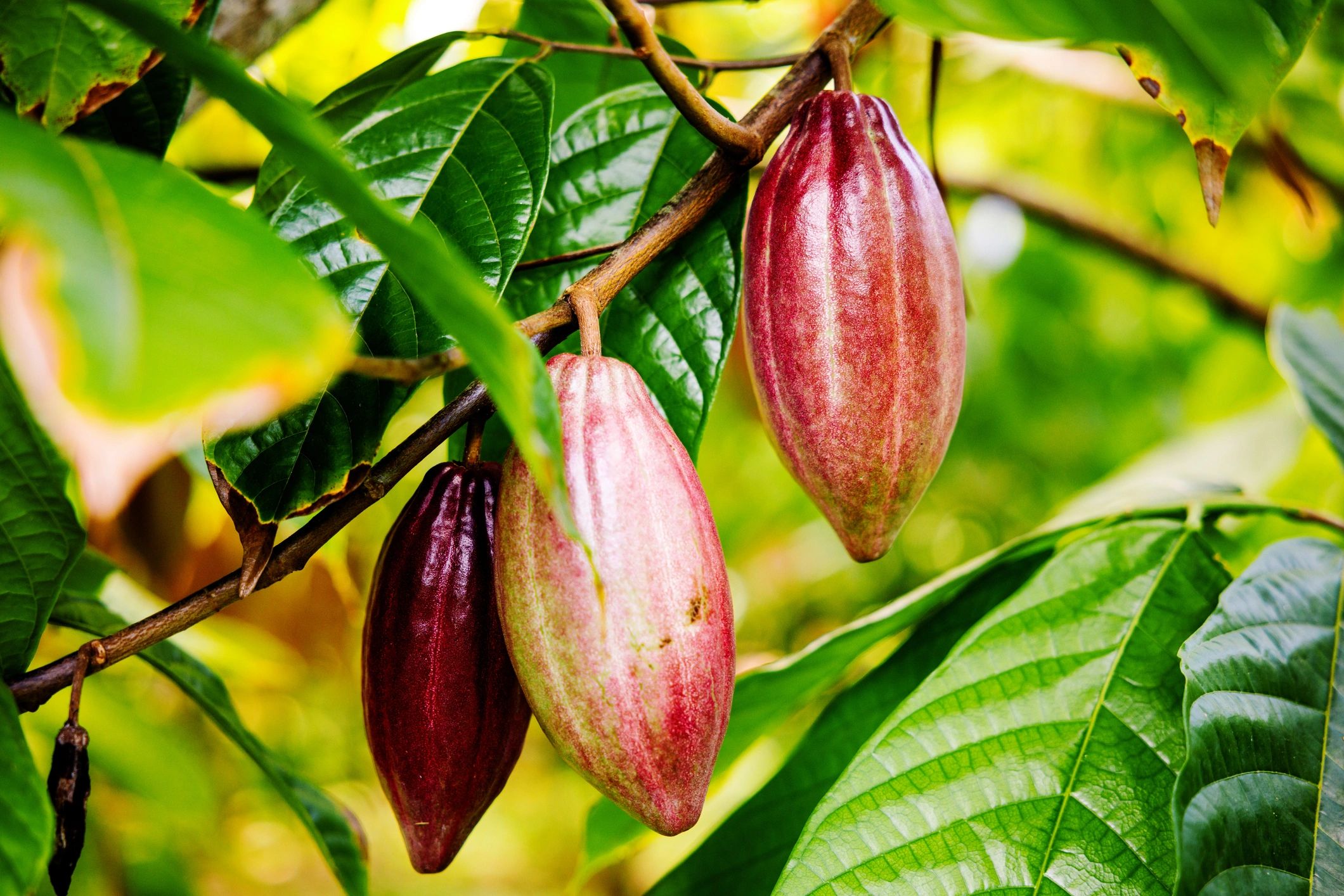 Fresh cacao fruit growing on a cocoa farm