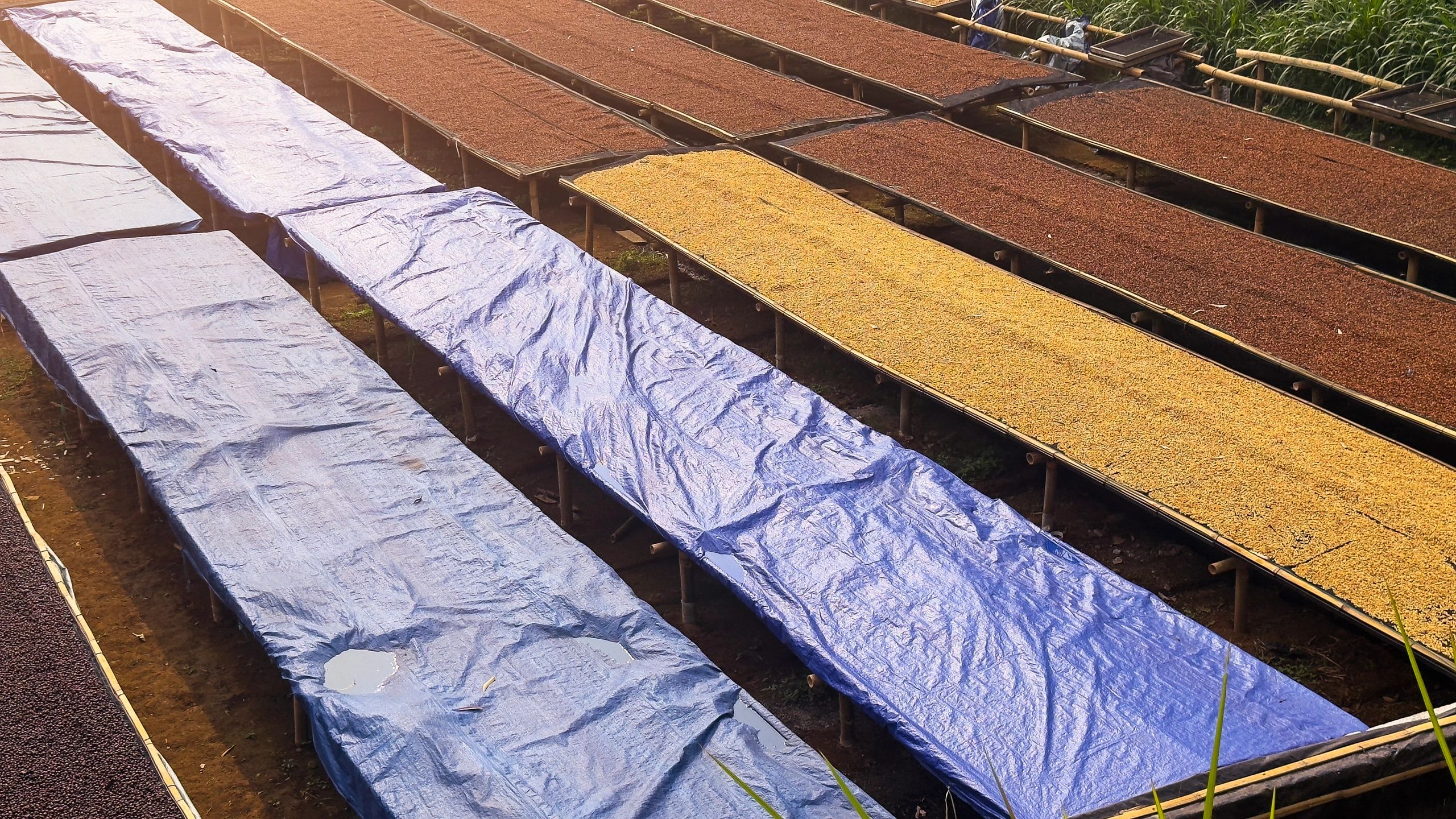Agricultural beans drying in the sun